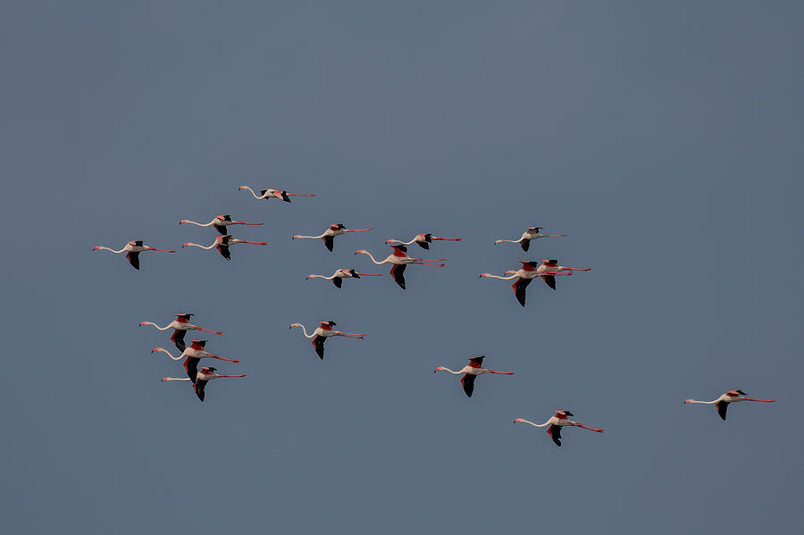 Flamingos In Flight Photograph by Balasubramanian Gv