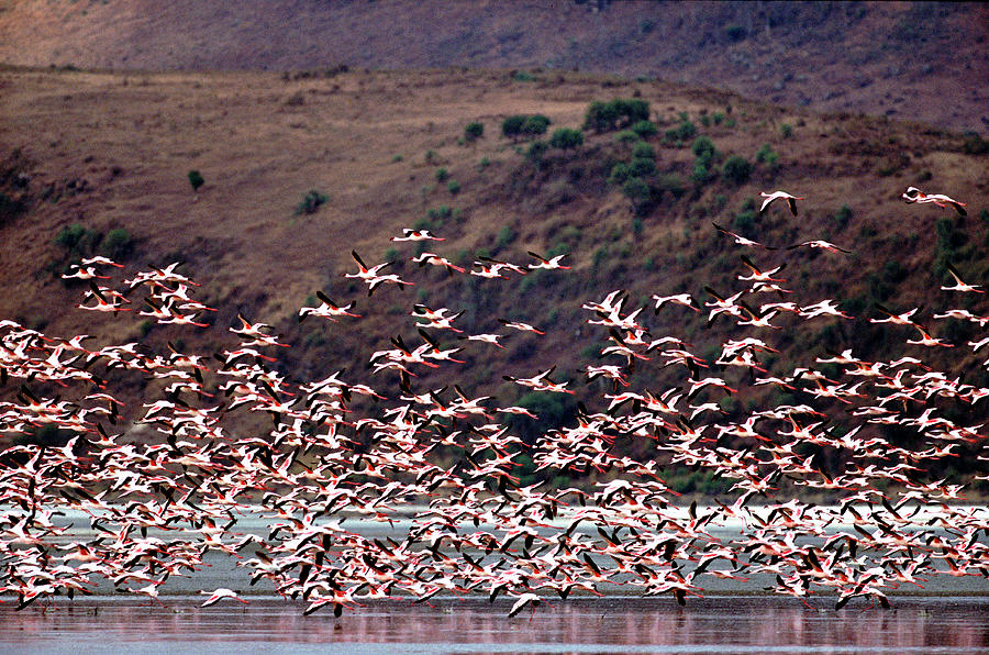 Flamingos In Flight, Lake Elmenteita Photograph by James Gritz