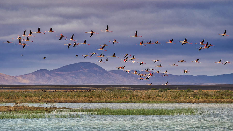 Flamingos in Flight - Morocco Photograph by Stuart Litoff