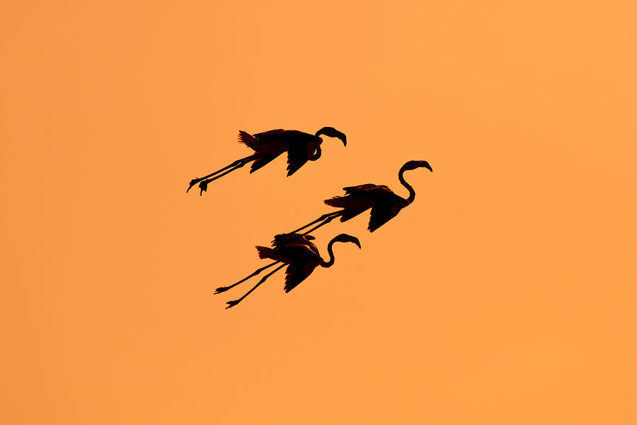 Nature Photograph - Flamingos In Flight ... by Natalia Rublina