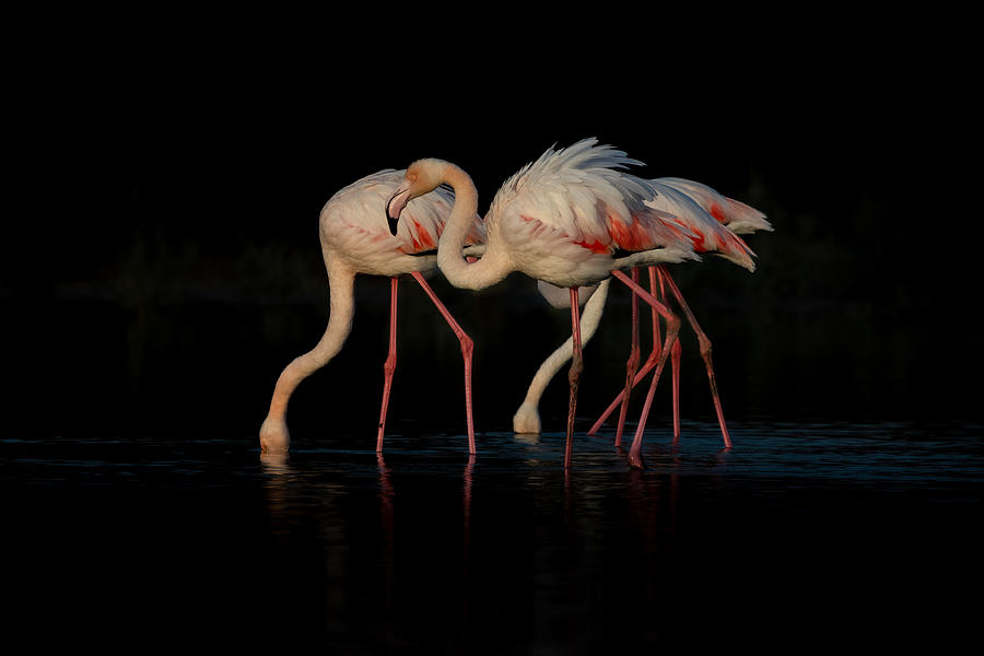 Flamingos In The Dark Photograph by Natalia Rublina