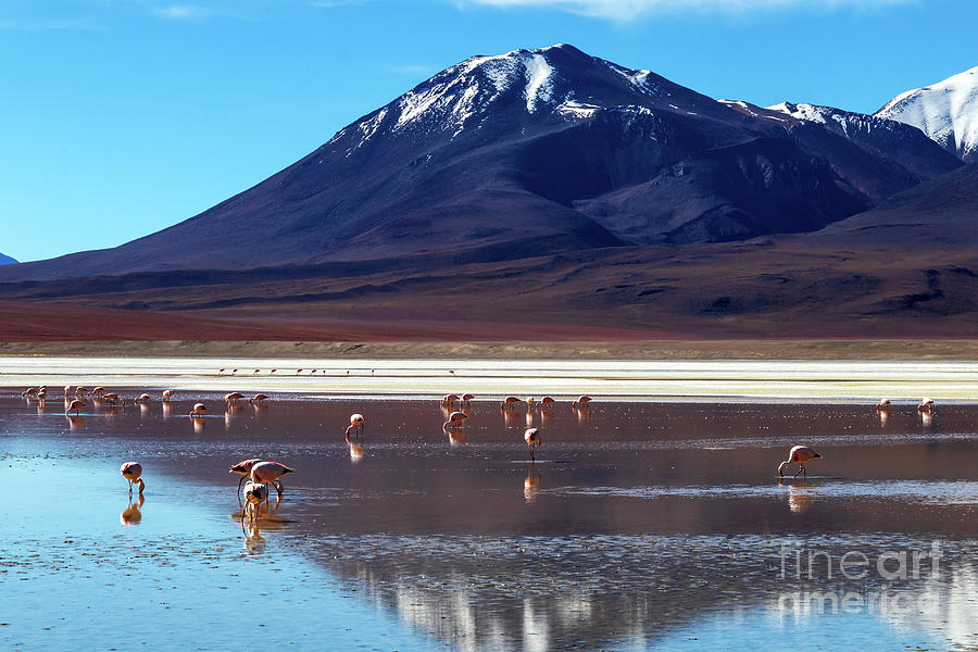 Flamingos in The Eduardo Avaroa Andean Fauna National Reserve, Bolivia