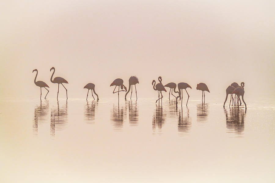 Flamingos In The Mist Photograph by Jeffrey C. Sink