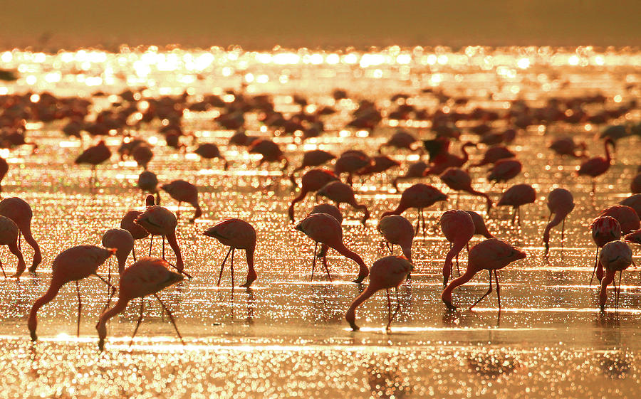 Flamingos In The Sunrise, Lake Nakuru Photograph by Photo By Prasit Chansareekorn