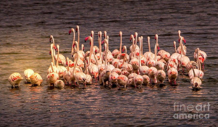 Flamingos In The Water Photograph
