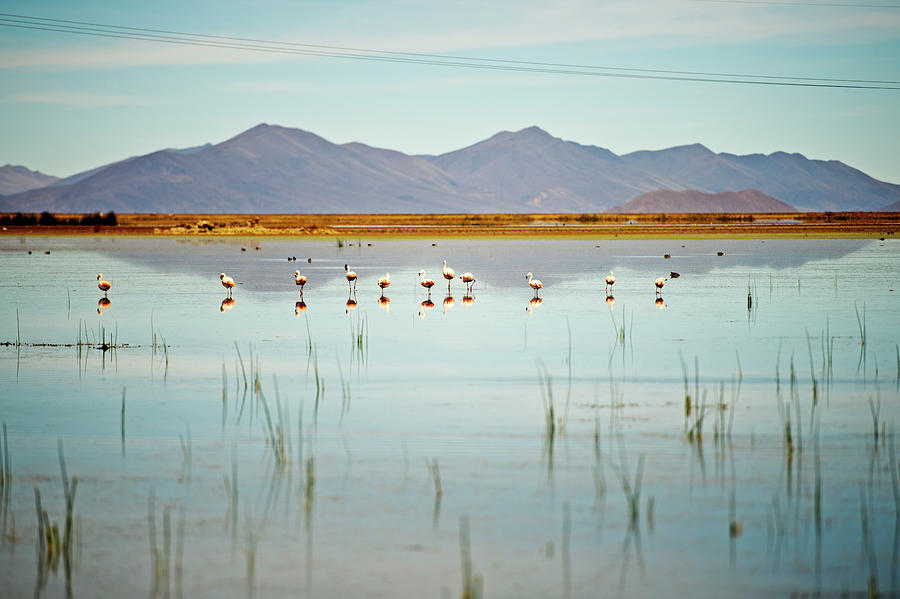 Flamingos In Water By Mountain Range Photograph by James Morgan
