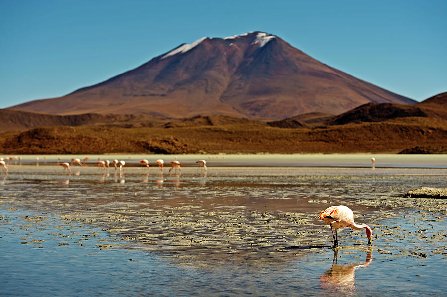 Flamingos In Water With Mountain Photograph by James Morgan