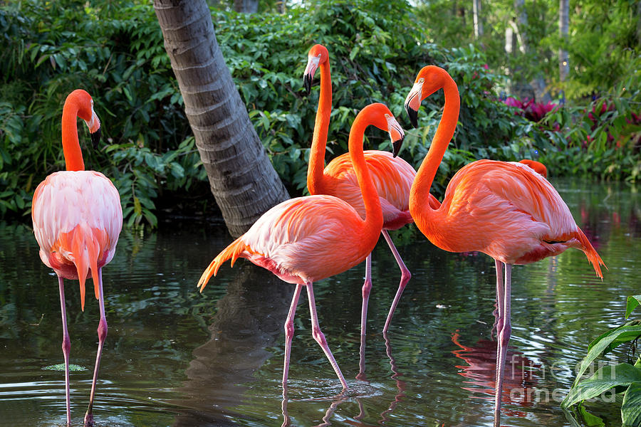 Flamingos IV by Brian Jannsen Flamingos IV by Brian Jannsen