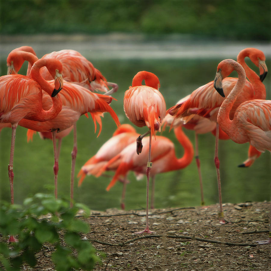 Flamingos Photograph by Jay Morthland