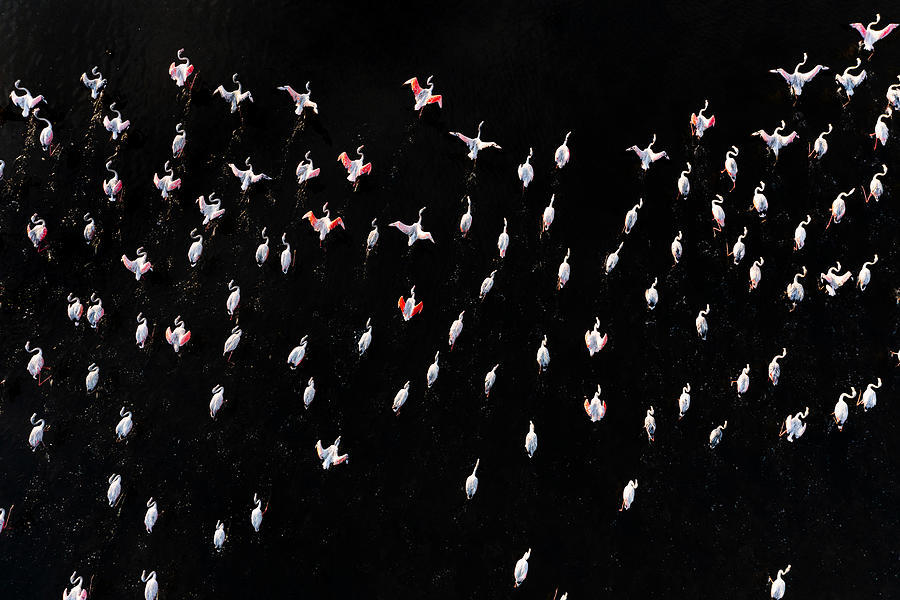 Flamingos Photograph by Joo Galamba