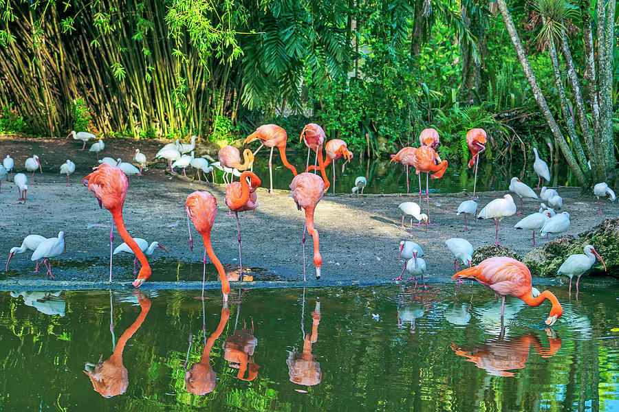 Flamingos Digital Art by Laura Zeid