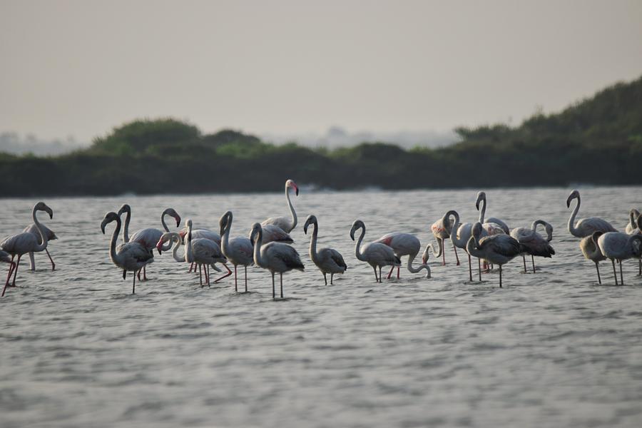 Flamingos - Mannar Photograph by Prathibha Madushani - Fine Art America