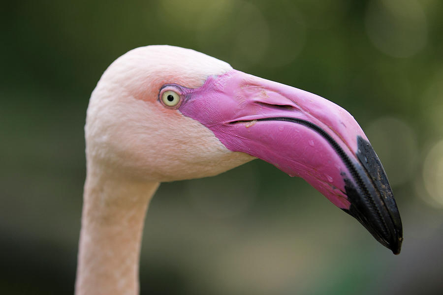 Flamingos Photograph by Mes Meilleures Photos