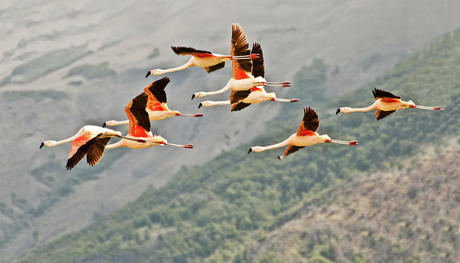 Flamingos Photograph by Minnie Gallman