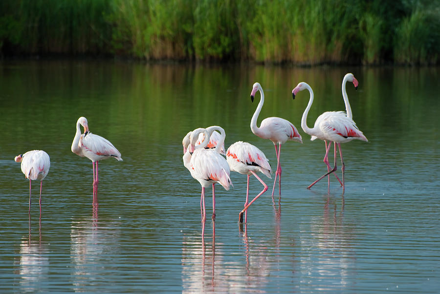Flamingos Photograph by Mmac72