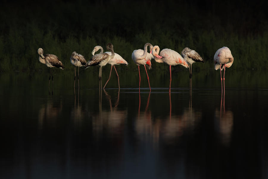 Flamingos Photograph by Natalia Rublina