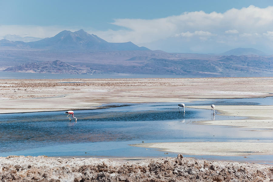 Flamingos National Reserve, Atacama Photograph by Igor Alecsander