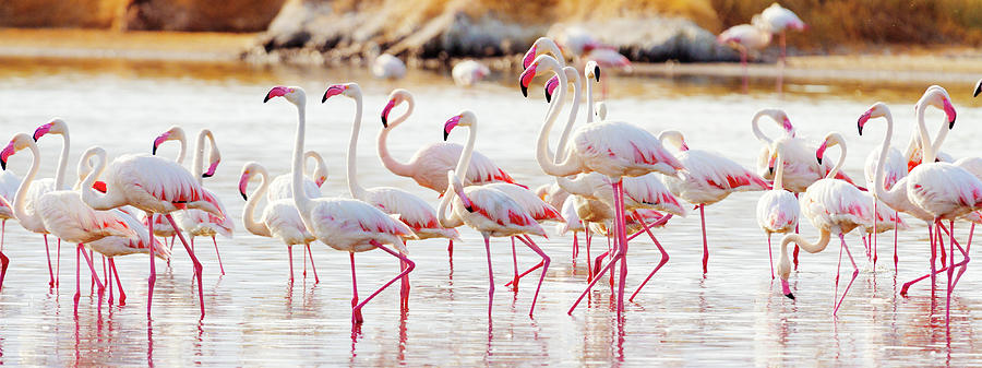 Flamingos Near Bogoria Lake, Kenya Photograph by Ivanmateev