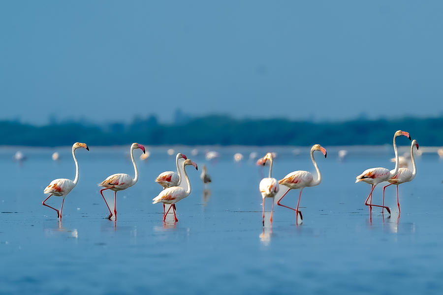 Flamingos On March Photograph by B.balaji