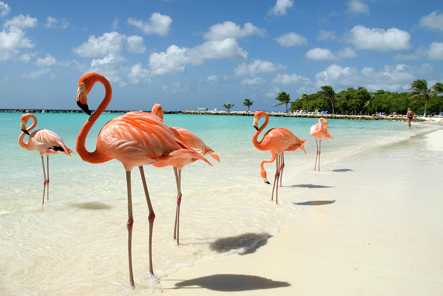 Flamingos On The Beach Photograph by Vanwyckexpress