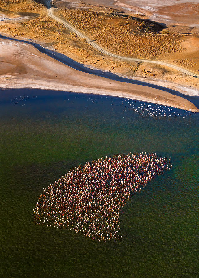 Flamingo Photograph - Flamingos On The Lake by John Fan