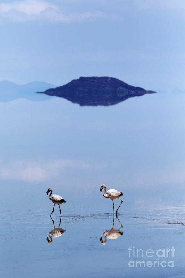 Flamingos on the Salar de Uyuni Bolivia  Photograph by James Brunker
