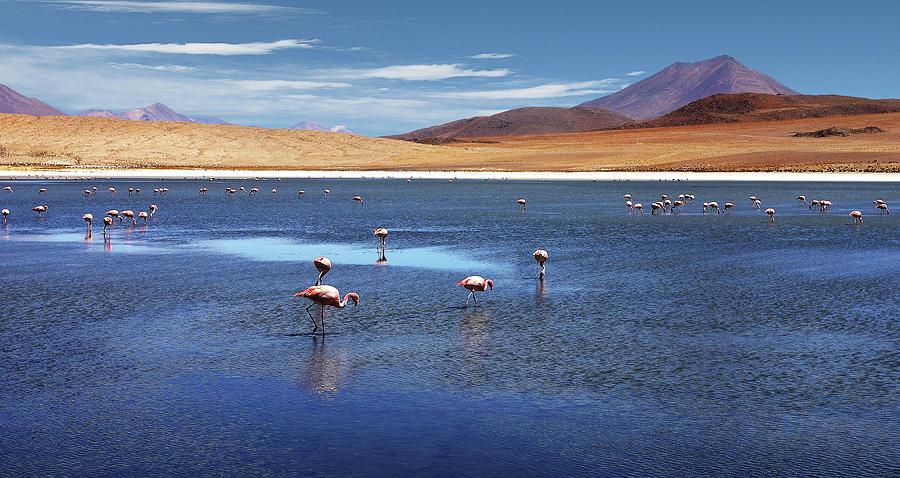 Flamingos Photograph by P.folk / Photography