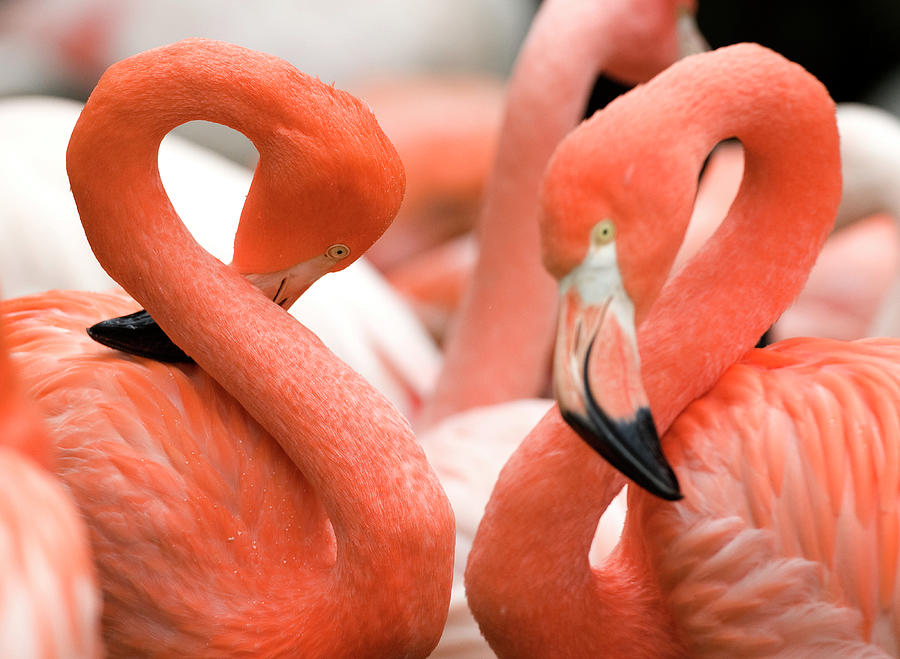 Flamingos Phoenicopteriformes, Close-up Photograph by Westend61