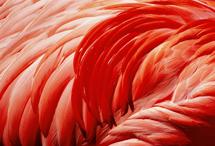 Flamingos Plumage Phoenicopteridae by John Warden