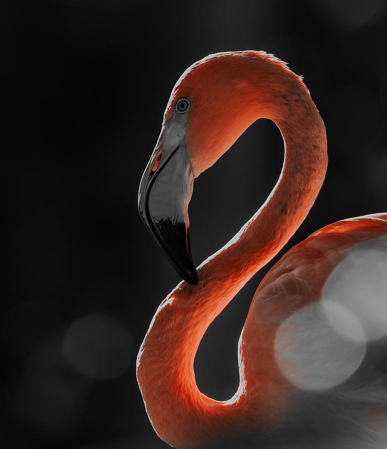 Flamingo\s Portrait Photograph by Patrick Hunaerts