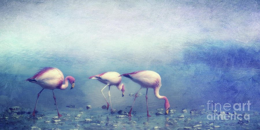 Flamingos Photograph by Priska Wettstein
