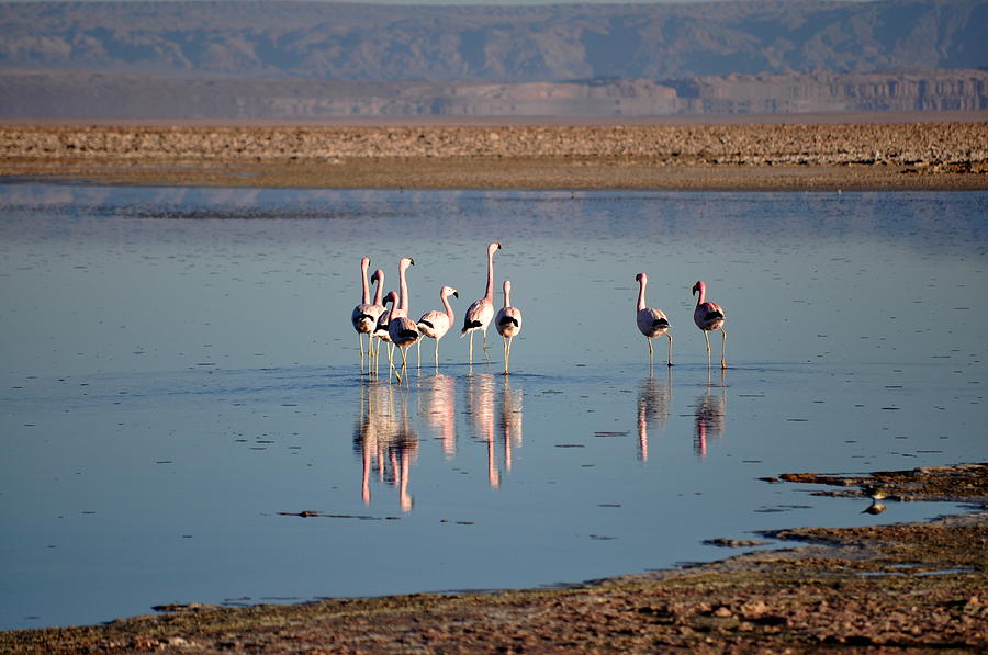Flamingos Reflecting In Lagoon Photograph by Oliver J Davis Photography