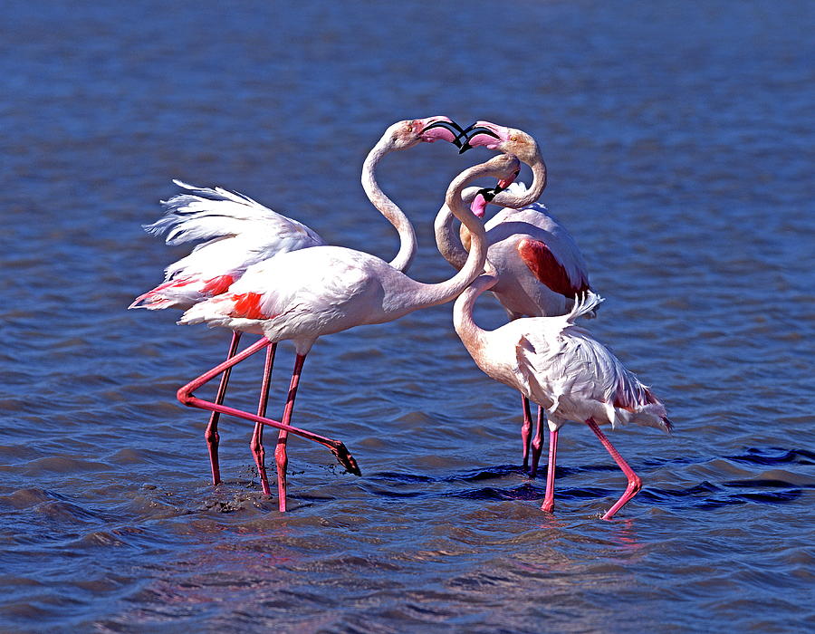 Flamingos Digital Art by Robert Maier
