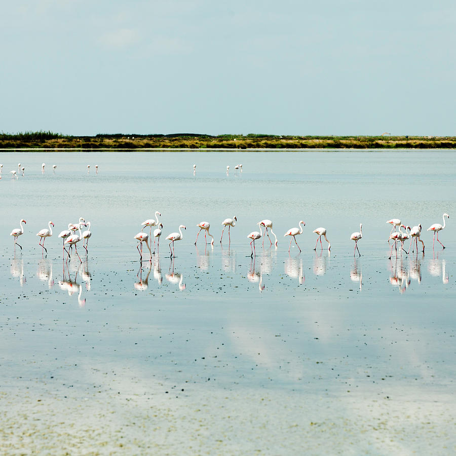 Flamingos Photograph by Roc Canals Photography