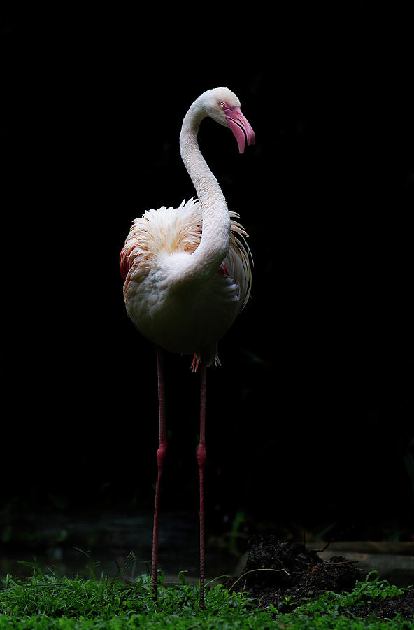 Flamingos Photograph by Seng Chye Teo