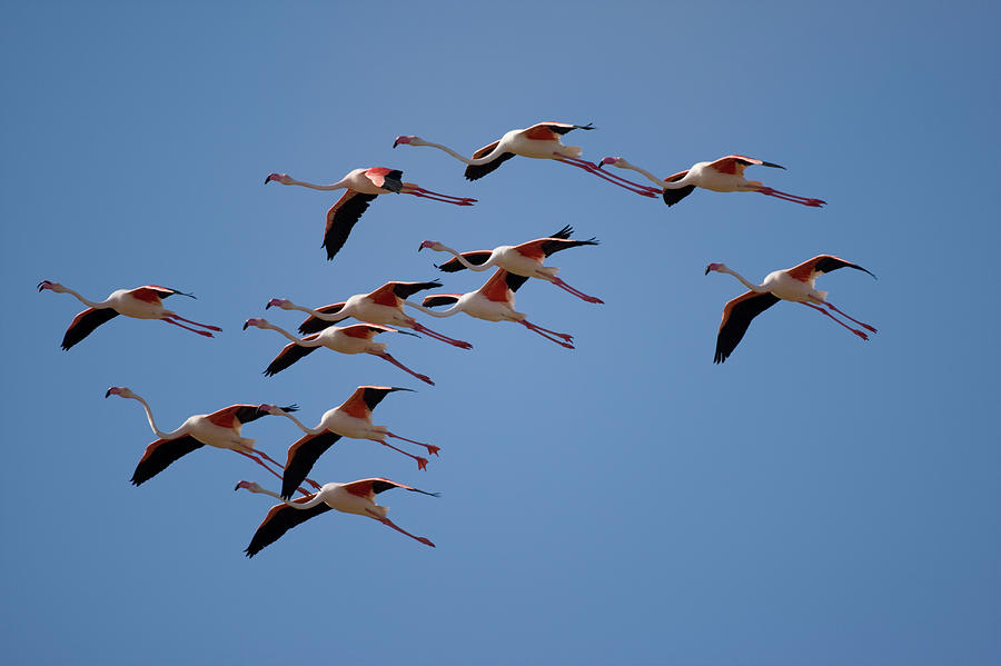 Flamingos, Skeleton Coast, Namibia Photograph by Paul Souders