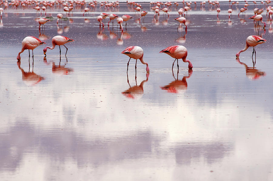 Flamingos Photograph by Stefano Zuliani Photo