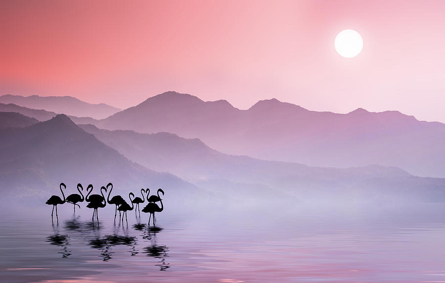 Flamingos Sunset Photograph by Bess Hamiti