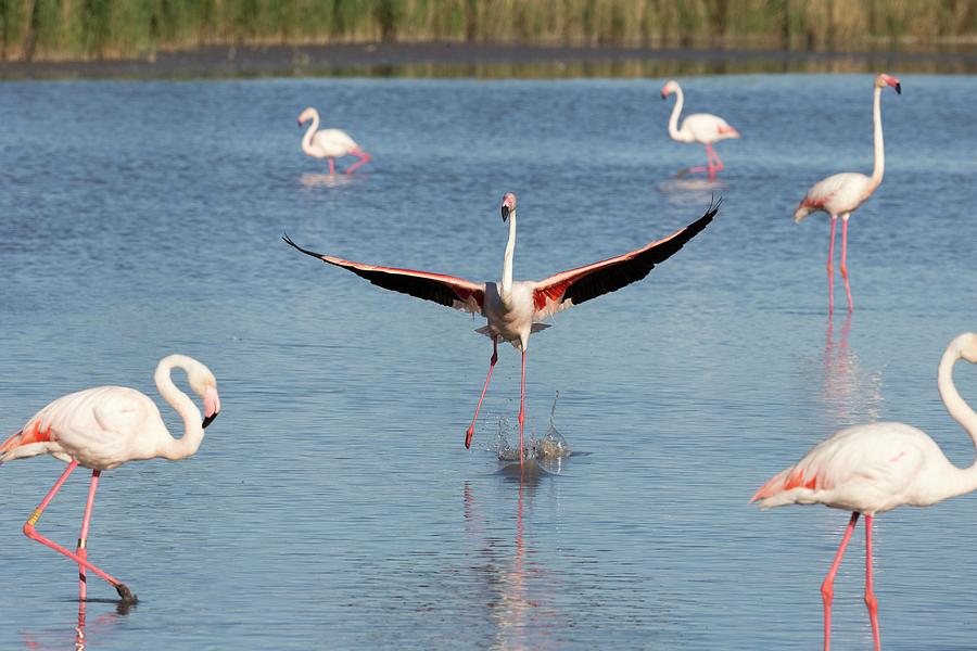 Flamingos Digital Art by Tim Mannakee