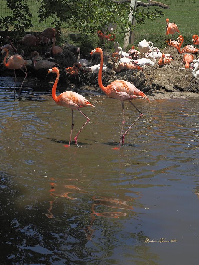 Flamingos Wading  Photograph by Richard Thomas