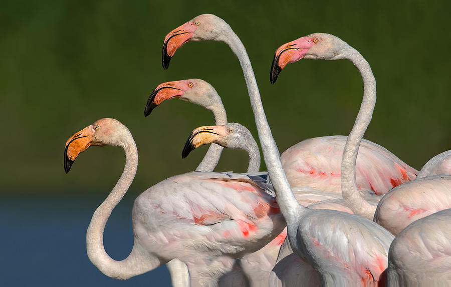 Flamingos Walking Photograph by Xavier Ortega