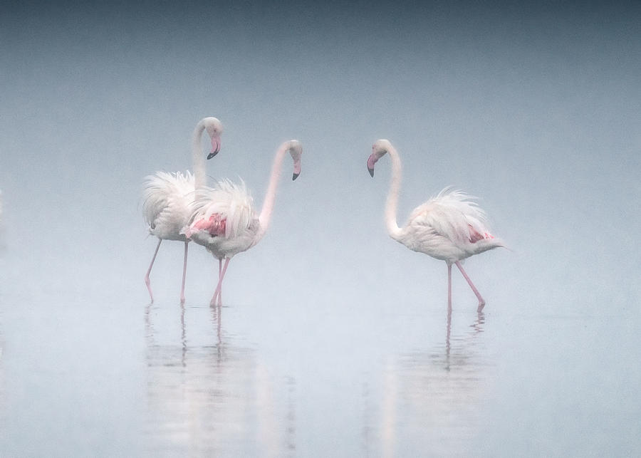 Flamingos Photograph by Willa Wei