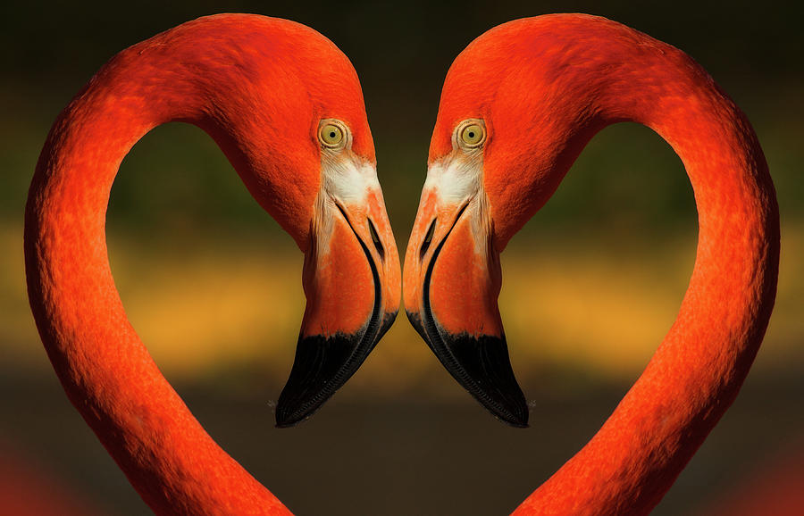 Flamingos With Heart Shaped Necks Photograph by Vaillancourt Photography