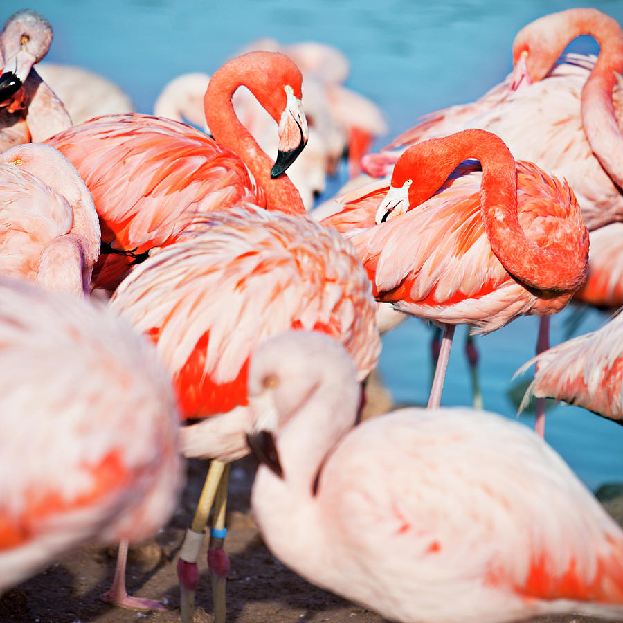 Flamingos Photograph by Xavierarnau