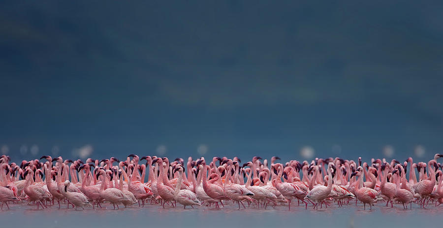 Flamingoscape Photograph by Sandeepmall