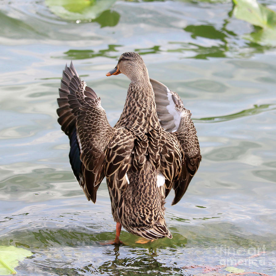 Flapping Female Mottled Duck Square Photograph by Carol Groenen