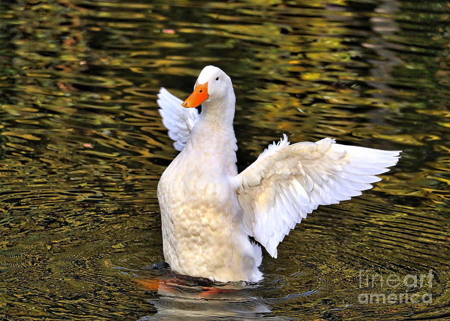 Flapping White Duck Photograph by Carol Groenen