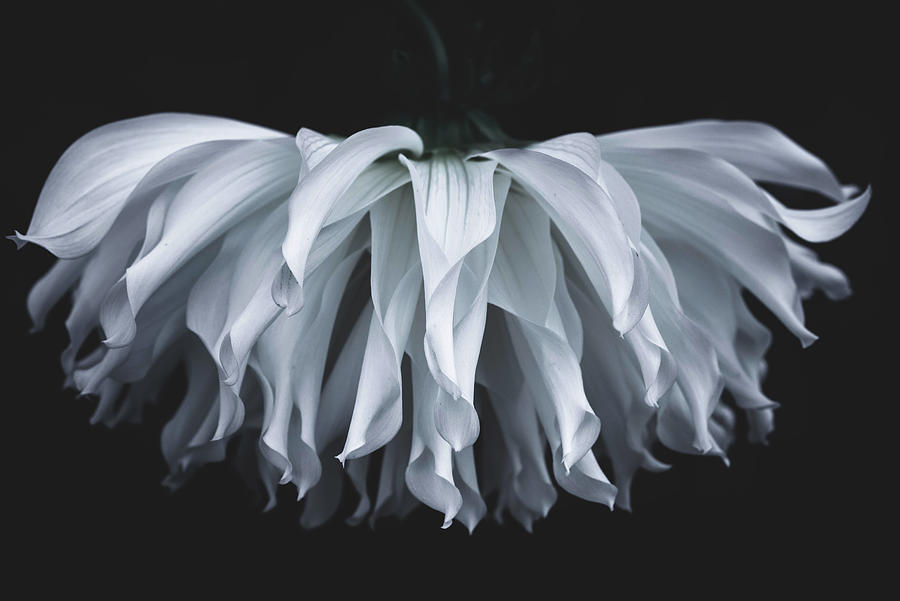 Flower Photograph - Flare Flower by Takashi Suzuki