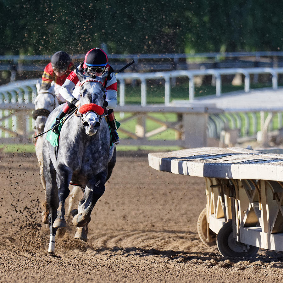 Flared -- Race Horse Powder at Santa Anita Park, California Photograph by Darin Volpe