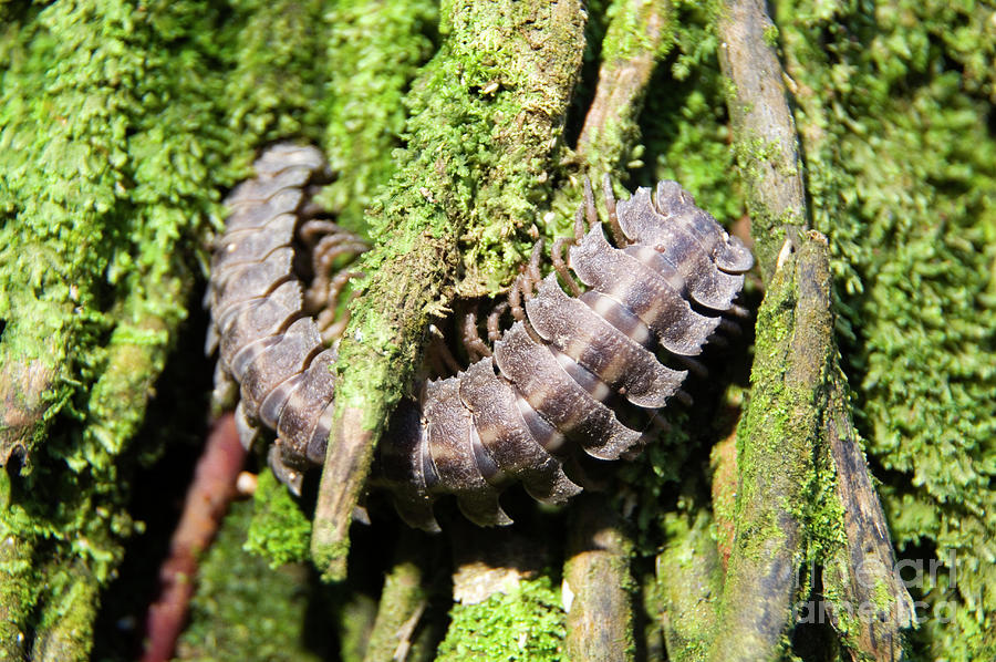 Flat-backed Millipede Photograph by Daniel Sambraus/science Photo Library